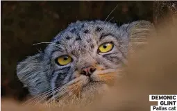  ?? ?? DEMONIC
GLINT Pallas cat