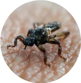  ?? FOTO: GUIDO BOHNE/FLICKR/SPT ?? En varm sommar har fått stora mängder älgflugor att kläckas■ på samma gång.