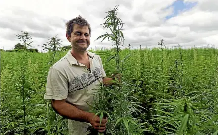  ?? STUFF ?? Marton farmer Tom Welch is moving away from dairy farming to growing hemp.