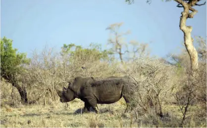  ?? — AP ?? In this photo, a rhino grazes in the bush on the edge of Kruger National Park in South Africa.