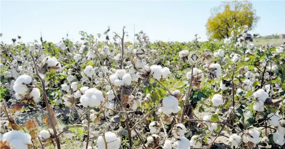  ?? SAÚL PONCE ?? Matas de algodón en campos de Delicias