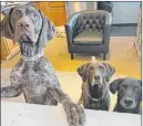  ?? Debbie Hazelhurst ?? Dylan Hazelhurst’s three dogs, left to right : Annie, Sienna and Achilles. Sienna was the only dog to survive a crash near Moapa on Feb. 4.