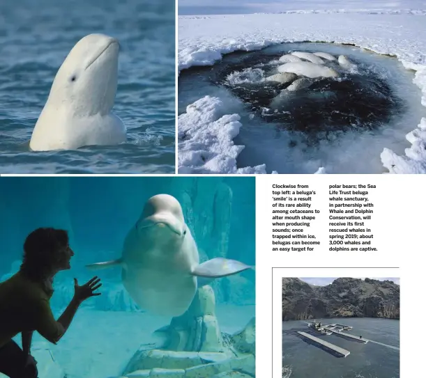  ??  ?? Clockwise from top left: a beluga's 'smile' is a result of its rare ability among cetaceans to alter mouth shape when producing sounds; once trapped within ice, belugas can become an easy target for polar bears; the Sea Life Trust beluga whale sanctuary, in partnershi­p with Whale and Dolphin Conservati­on, will receive its first rescued whales in spring 2019; about 3,000 whales and dolphins are captive.