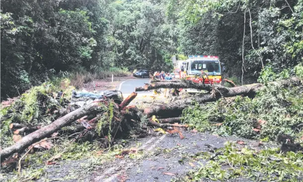  ??  ?? DIRECT HIT: A 38-year-old woman from Bayview Heights died after a large tree fell on to her moving vehicle while driving on the Gillies Range Road.