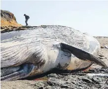  ??  ?? A person is dwarfed by the blue whale carcass that washed ashore on Bean Hallow Beach south of Pescadero, California, in 2010.