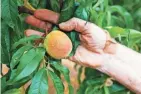  ?? ?? Some growers in Georgia are planting earlier-blooming peach varieties that don’t require as much cold weather.