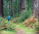  ?? The Associated Press ?? The 10-kilometres Gwynn Creek Loop takes hikers through old-growth forest and along the Oregon Coast Trail.