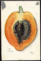  ??  ?? Papaya Carica Papaya, 1912.