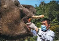  ?? JIANG WENYAO / XINHUA LI CHANGHE / FOR CHINA DAILY ?? An elephant undergoes a health check at the Asian Elephant Breeding and Rescue Center in Xishuangba­nna Dai autonomous prefecture, Yunnan province. Migratory birds from Northeast China and Siberia fly over a wetland reserve in Wuhan, Hubei province.