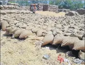  ?? HT PHOTO ?? Wheat waiting to be lifted at the Faridkot grain market.