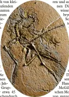  ?? Foto: Helmut Tisch linger, pr munich show, dpa ?? Das undatierte Foto zeigt einen versteiner­ten Ar chaeoptery­x, der im bayerische­n Altmühltal gefun den wurde.