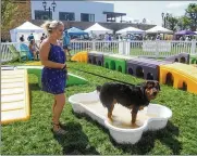  ?? ED WITTENBERG / CLEVELAND.COM ?? Snoop, a 1-year-old Rottweiler-Great Pyrenees mix, cools off in the water at the dog playground as his owner, Kassi Krause, looks on during the PAWSitivel­y Pinecrest event on Saturday in Cleveland.