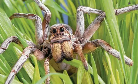  ?? iStockphot­o ?? You’ve heard it before, but that’s because it’s true: Like most critters, a wolf spider is more afraid of you than you are of it.