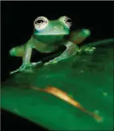  ??  ?? Glass frogs: flirting with a wave?