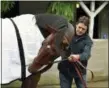  ?? THE ASSOCIATED PRESS ?? Trainer Keith Desormeaux has his hands full keeping Kentucky Derby hopeful Exaggerato­r calm during his post-gallop bath at Churchill Downs in Louisville, Ky., on Tuesday. The 142nd Kentucky Derby is Saturday.