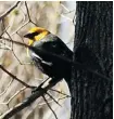  ?? ANDY VAN ALLEN PHOTO ?? The yellow-headed blackbird is a rare visitor to eastern Ontario.