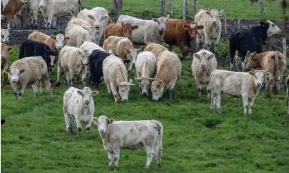  ?? Photograph: Michael Probst/AP ?? Cows stand on a meadow in Wehrheim near Frankfurt, Germany, last week.