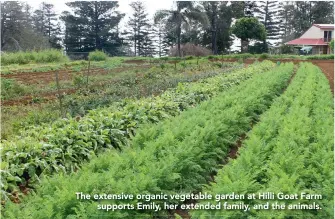  ??  ?? The extensive organic vegetable garden at Hilli Goat Farmsuppor­ts Emily, her extended family, and the animals.