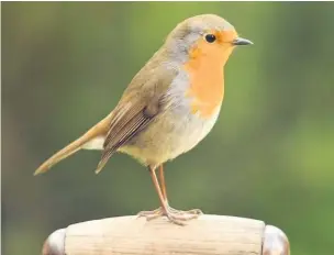  ?? Photo by the RSPB ?? ●●A robin perched on a spade handle