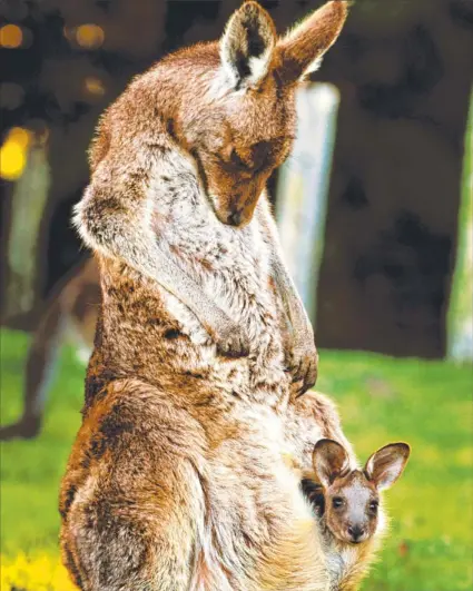  ??  ?? Currumbin Ecovillage has had several wildlife babies, including this inquisitiv­e joey.
Photo: MIKE BATTERHAM