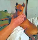  ?? COURTESY PHOTO ?? Miklos, a miniature pinscher, died this month after being thrown from a moving vehicle.