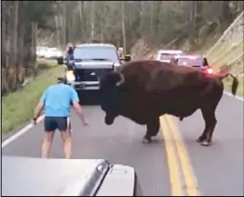  ??  ?? A man taunts a bison at Yellowston­e National Park in this video grab from Youtube.