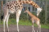  ??  ?? Edinburgh Zoo hopes it can contribute to the breeding programme to save the Rothschild’s giraffe species