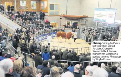  ??  ?? Champ Stirling Bull Sales last year when United Auctions Champion Simmental bull, Islavale Islander, hits 9000gn in a packed sale ring Photograph­y by Whyler Photos