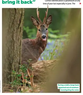  ??  ?? During a stalk a large buck appeared out of nowhere, investigat­ing the noise