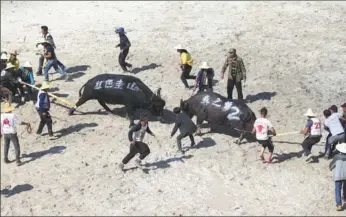  ?? PROVIDED TO CHINA DAILY ?? Yi ethnic people participat­e in a bullfight in the Shilin Yi autonomous county, Yunnan province, on Wednesday. Around 10,000 local residents watched the event, which has a history of over 1,000 years.