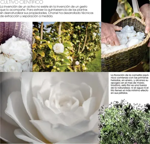  ??  ?? La floración de la camellia japónica comienza con las primeras heladas, en enero, y alcanza su apogeo en el mes de marzo. Inodora, esta flor es una fuerza de la naturaleza: ni el agua ni el frío tienen el más mínimo efecto en sus pétalos.