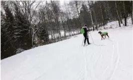  ?? FOTO: ANNE GRO BALLESTAD ?? HUND PÅ TUR: 12 år gamle Ugne Velickaite forsøkte for første gang å gå på ski sammen med sin to år gamle ridgeback Mella.