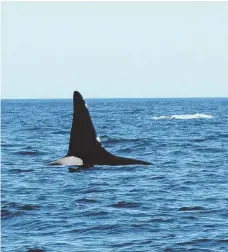  ?? PHOTO By CAPESHORE CHARTERS ?? THAR SHE BLOWS: Brian Peters of Capeshore Charters in Chatham took photos of the 25-foot orca known as ‘Old Tom’ on Monday.