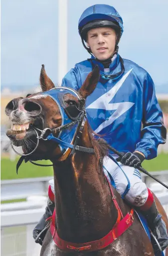  ??  ?? Argyll Bay looks happy with himself as apprentice Corey Bayliss brings him back to scale after winning at the Gold Coast (below). Pictures: GLENN HAMPSON