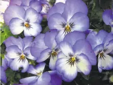  ?? Pam Peirce ?? Violas are edible flowers, and once in bloom they will continue to bear flowers even as shadows put them into open shade.