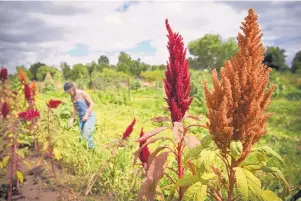  ??  ?? Stalks of maroon and golden amaranth, or linga linga in Swahili, sway in the breeze at Tres Hermanas Farm. Amaranth is cultivated for its grains.