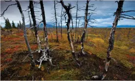  ?? Photograph: Michael Melford/Getty Images/National Geographic ?? Tundra near the site of a proposed road for Pebble Mine, a project that was dead until Donald Trump won the White House.