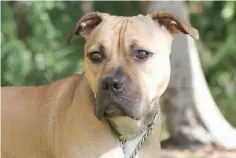  ??  ?? Dallas, a 3-year-old pit-bull-type dog who was rescued from a fighting ring in Canada, is about to become a police dog in Virginia. — Photo by Jen Deane for The Washington Post