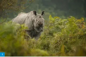  ??  ?? Vladimir Cech Jr Species: Greater one-horned rhino Location: Kaziranga National Park, India