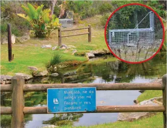  ?? Foto’s: Elza Thiart-Botes, korrespond­ent ?? Stilbaai se mak varswaterp­alings wat reeds vir dekades hier in die varswaterf­ontein woonagtig is, word tans bedreig. INLAS: Een van die twee hokke wat by die palinggat opgestel is om die dier wat die palings aanval, te vang.