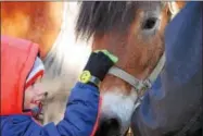  ?? LEAH MCDONALD - ONEIDA DAILY DISPATCH ?? Children pet horses at the Oneida Public Library on Saturday, Nov. 11, 2017, during a program about animals that went to war.