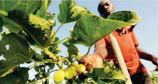  ??  ?? A man harvests fruits of the Jatropha tree in Taabo, Ivory Coast