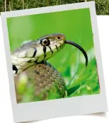  ??  ?? Grass snakes (above) like to bask under sun-warmed corrugated metal. Opposite: plants such as southern marsh orchids (above right) and ragged robin (right) are native marshland treasures