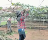  ??  ?? FRUITS OF LABOUR: Workers prune grapes at the Royal Agricultur­al Station at Pang Da in Chiang Mai, where many fruit trees grow.