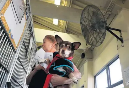  ?? CARLINE JEAN/SOUTH FLORIDA SUN SENTINEL ?? Holly Weber with Palm Beach County Animal Care and Control holds Charlie, an 8-year-old chihuahua.