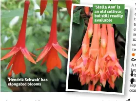  ??  ?? ‘Hendrik Schwab’ has elongated blooms Stella Ann’ is an old cultivar, but still readily available