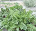  ?? MAUREEN GILMER/ SPECIAL TO PALM SPRINGS DESERT SUN ?? Swiss chard with its red stems and lush green leaves cooks quickly and is always so tender.