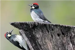  ?? MARCIO JOSE SANCHEZ
THE ASSOCIATED PRESS FILE PHOTO ?? A massive study of hundreds of bird species across decades worth of data has for the first time estimated how badly numbers of even the most common birds have shrunk.