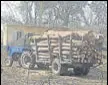  ?? HT FILE ?? A tractor-trailer laden with axed trees at a defunct sugar mill in Faridkot