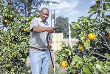  ?? Pictures: Clayton Goezaar ?? Gamtoos Valley citrus farmer Khaya Katoo tries to save some of his citrus trees with a hose pipe. He says that if it doesn’t rain this year, many of his orchards will die and his operation will collapse.